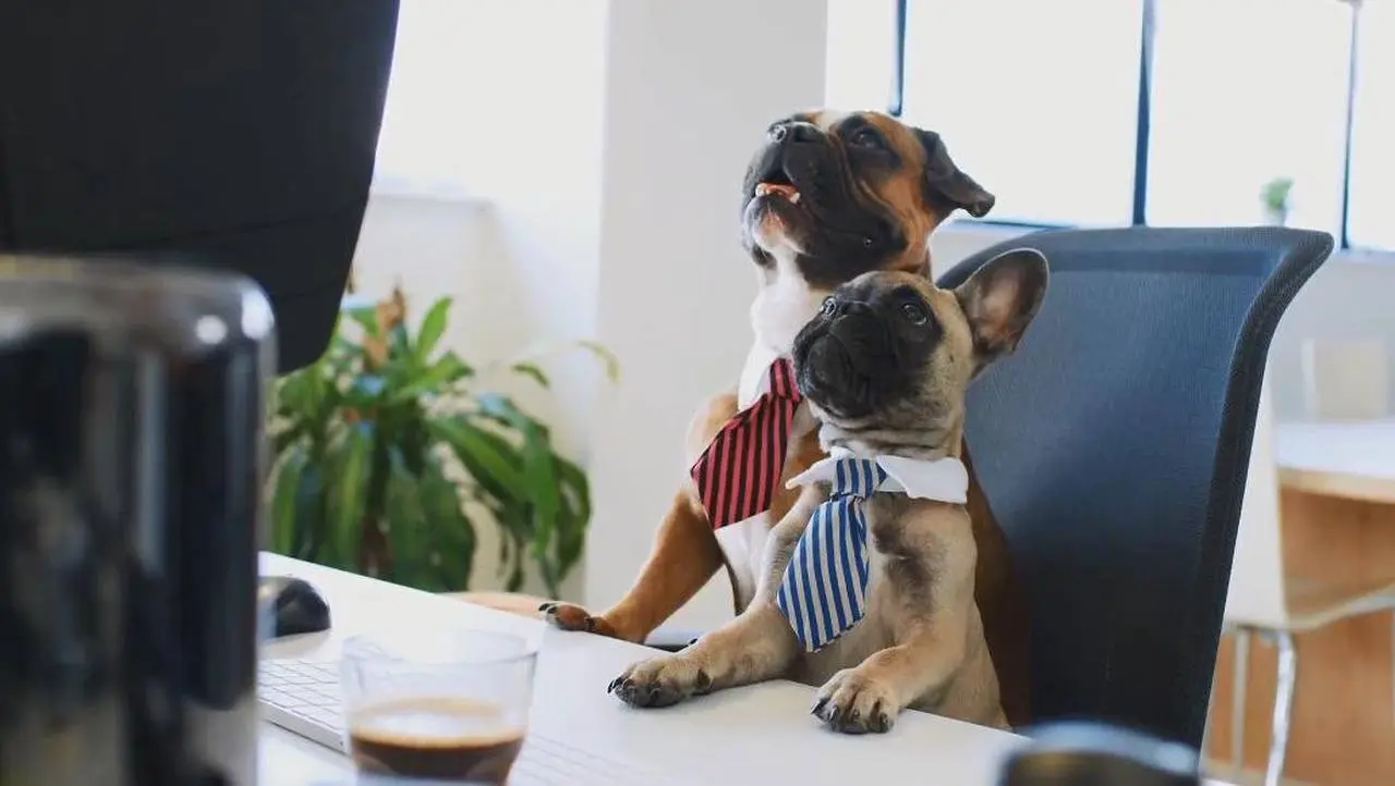 Top 10 Calmest Dog Breeds That Don't Shed Or Smell Much