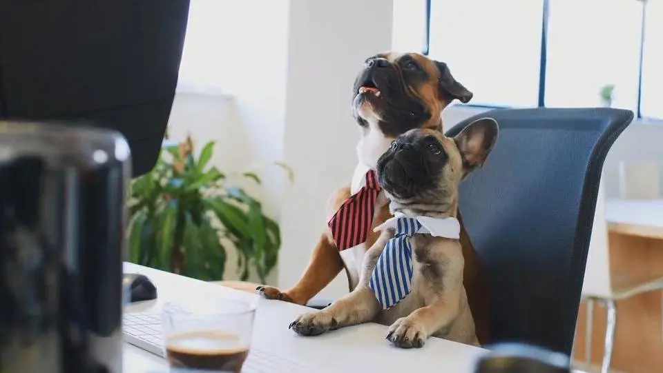 Top 10 Calmest Dog Breeds That Don't Shed Or Smell Much
