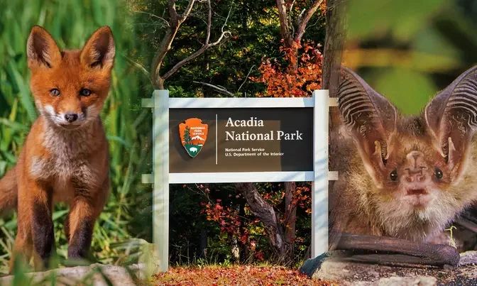 The Most Dangerous Animals in Acadia National Park (+Safety Tips)