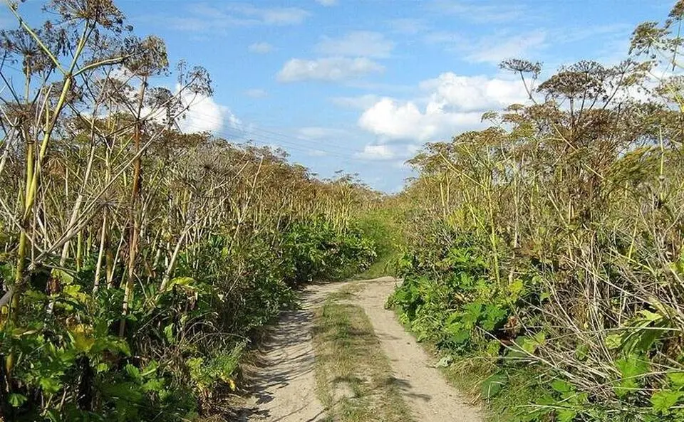 Heracleum sosnowskyi - Sosnovsky Hogweed - o plantă extrem de toxică a invadat Rusia