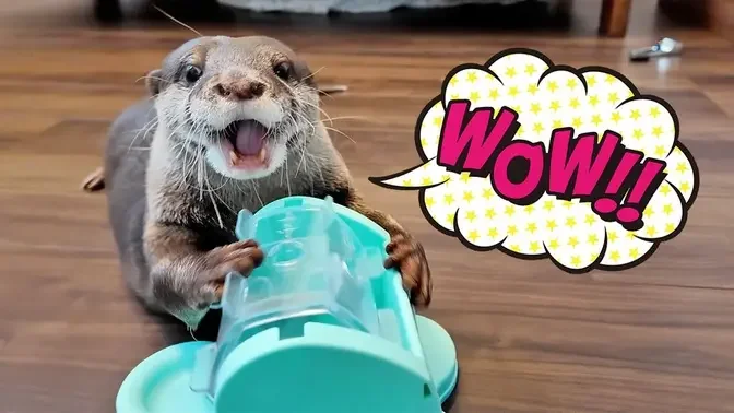 Watch Our Otters Bingo & Belle Go Wild for a Spinning Treat Toy!