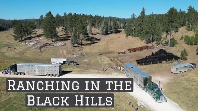 Hauling Cows Home from their Black Hills Summer Pasture