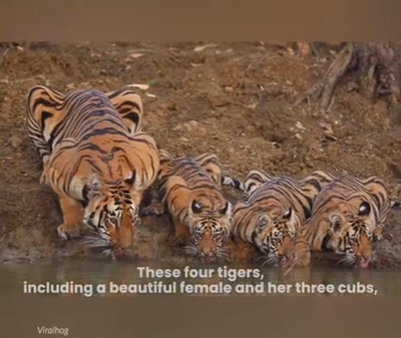 Gorgeous Mama Tiger and Cubs Take a Drink