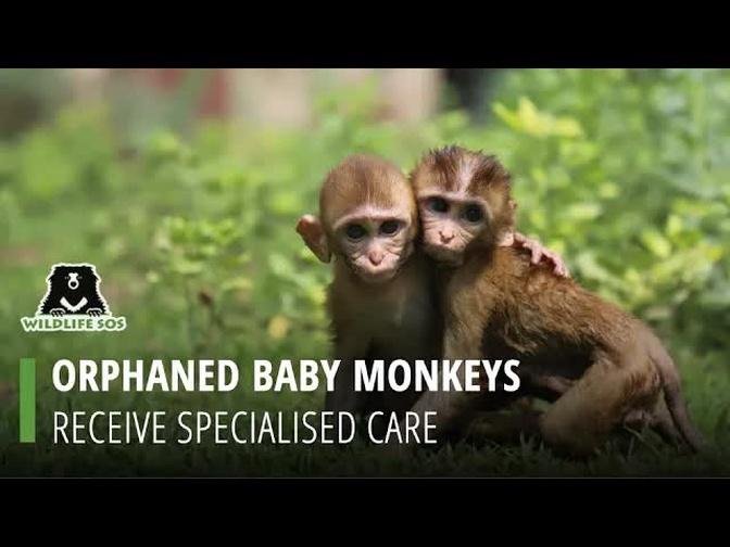 Providing Care To Orphaned Baby Monkeys At Wildlife SOS