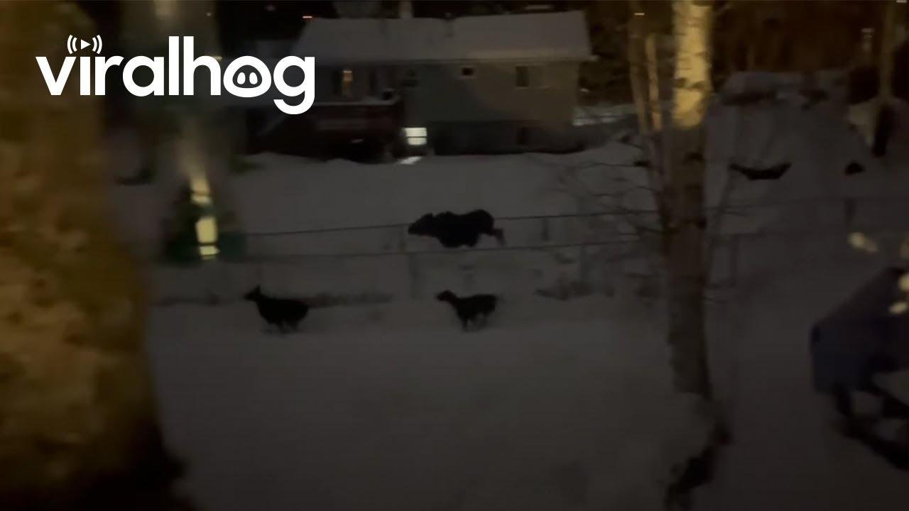 Great Danes Befriend Wild Moose || ViralHog