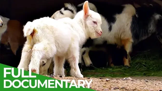 Baby Animals Discovering Their World _ Episode 5 _ Free Documentary Nature