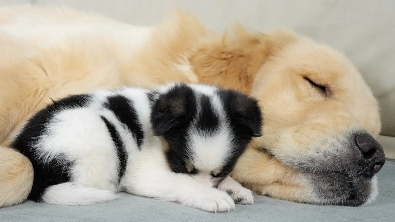 Golden Retriever helps an abandoned puppy feel his mother's love again