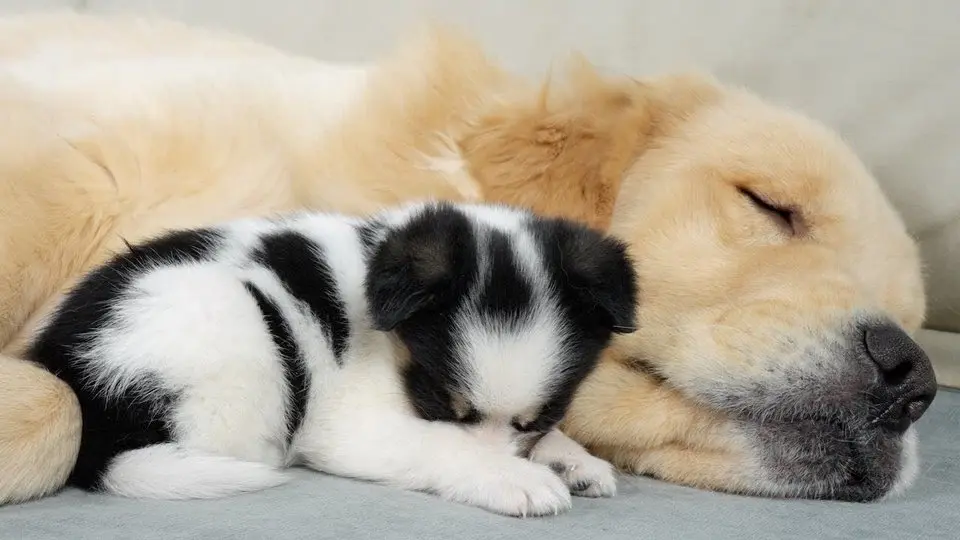Golden Retriever helps an abandoned puppy feel his mother's love again