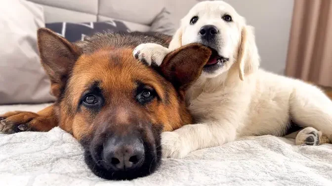 Golden Retriever Puppy Tries to Make Friends with German Shepherd