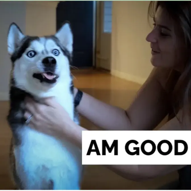 Pet and Life