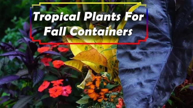 Tropical Type Plants For Fall Gardening