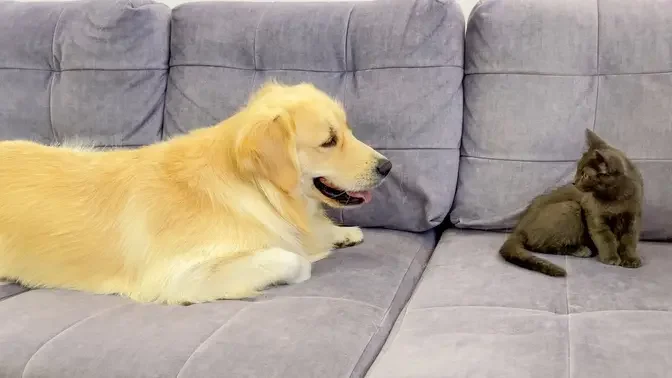 Golden Retriever Reacts to Cat He Remembers From a Tiny Kitten [So Much Fun]