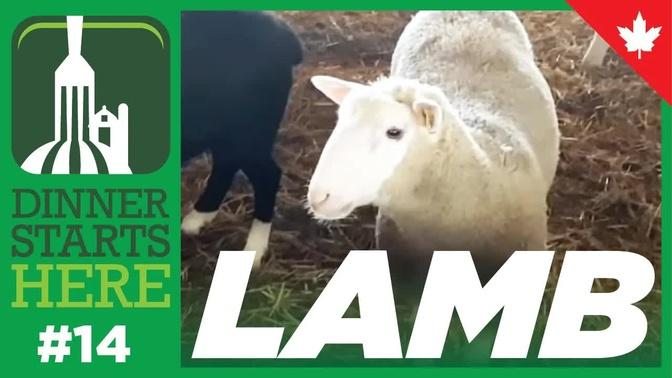 Meet a Lamb Farmer With A Feedlot - Farm 14 - Dinner Starts Here