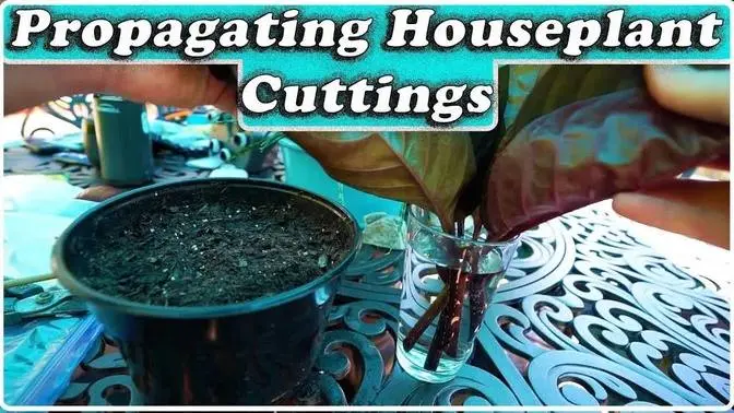 Propagating Plant Cuttings