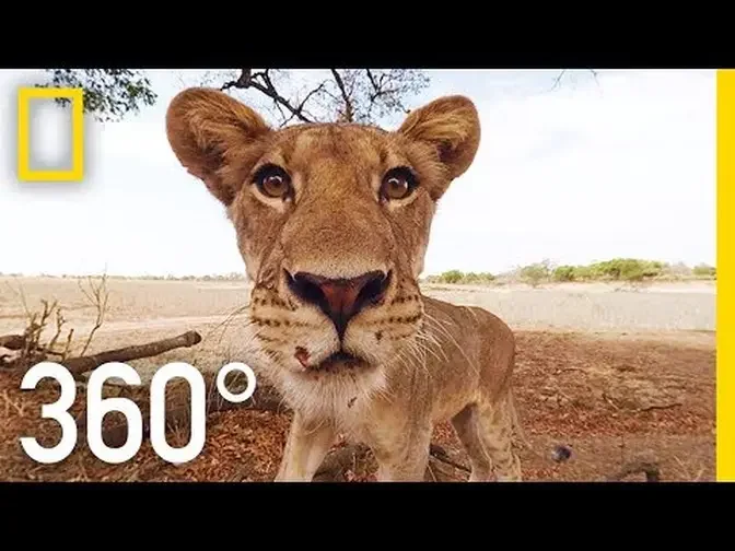 Lions 360° _ National Geographic