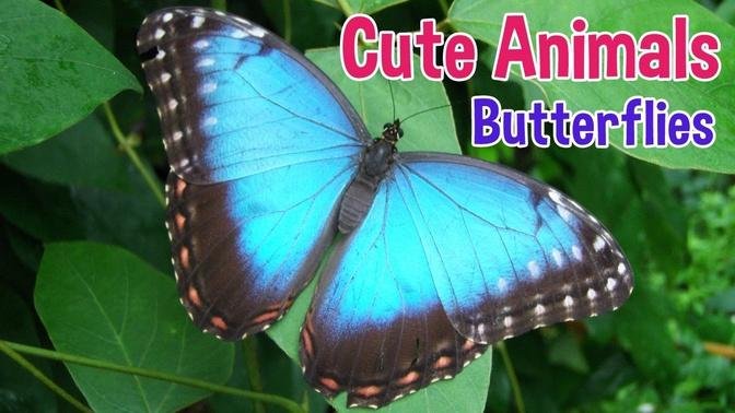 BUTTERFLIES - Animals For Kids - Butterfly photos with classical music for children by Oxbridge Baby