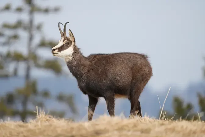 Turkey's Diverse Wildlife: Anatolian Leopards, Chamois, and Other Unique Species