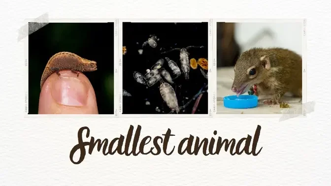 The smallest animal in the world