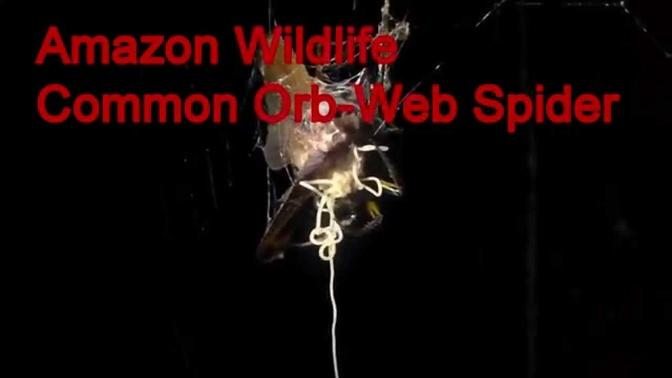 Amazon Wildlife: Common Orb-Web Spider