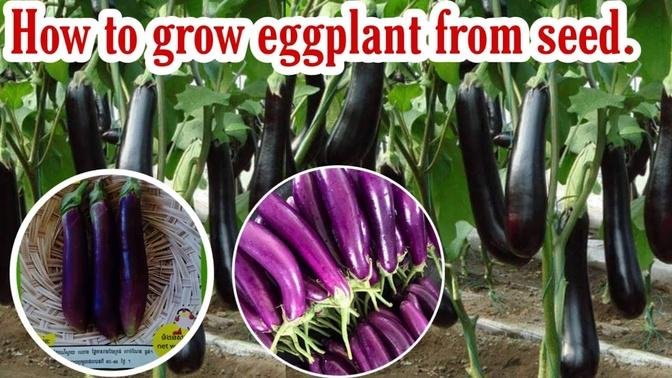 How to grow eggplant from seed