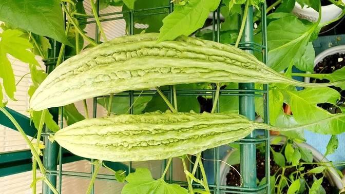 Fastest way to grow Bitter Melon, Ampalaya, Bitter Gourd Karela Manila ...