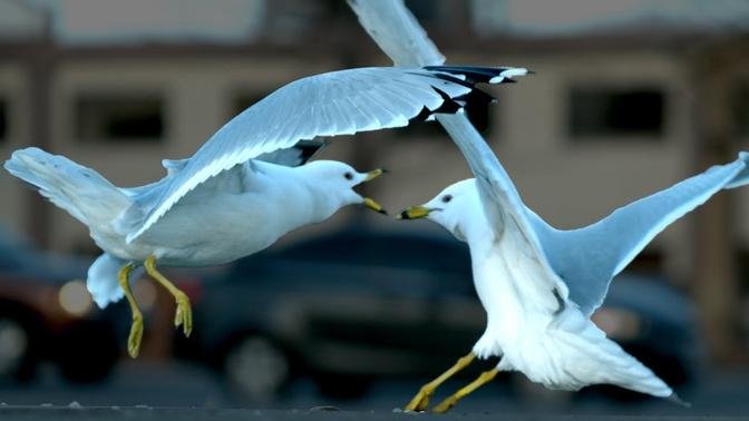 Birds Battling In 4K Slow Motion