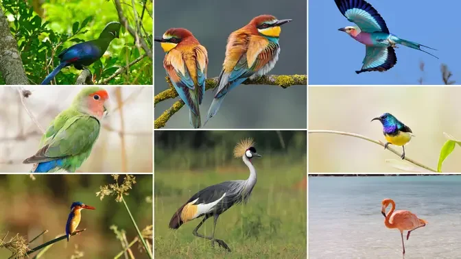 A Guide to the Top 10 Most Beautiful Birds of Africa