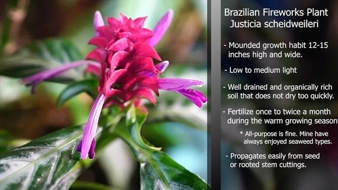 Best Flowering Houseplant? Brazilian Fireworks Plant || Justicia scheidweileri ||  Porphyrocoma
