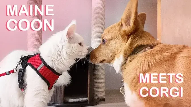 MAINE COON KITTEN VS CORGI _ First Meeting with Corgi (+ tips).