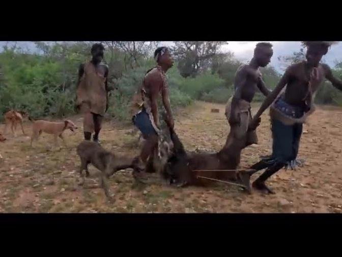 HADZABE MADE IT AGAIN WITH A BUSHPIG FOR THE FAMILY | EPISODE 3