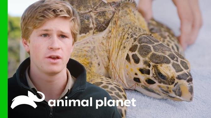 Saving an Endangered Turtle That Swallowed Fishing Hooks! - Crikey! Its the Irwins   