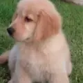World of Golden Retrievers
