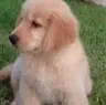World of Golden Retrievers