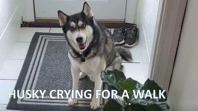 Siberian Husky Crying to Go for A Walk!