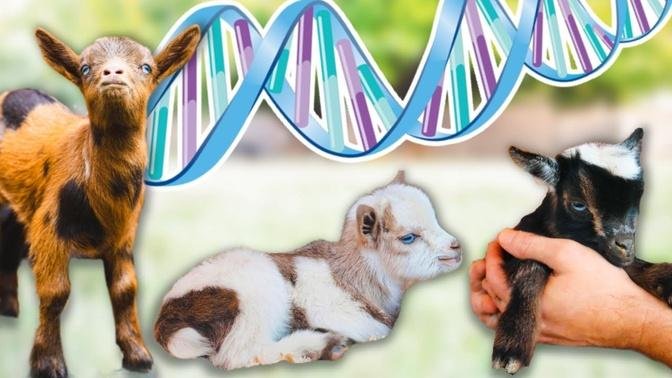 Predicting this year’s BABY GOAT COLOR COMBOS!