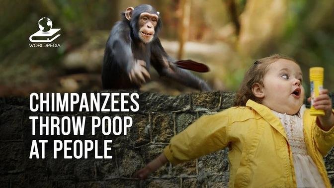 Why Do Chimpanzees Throw... At People