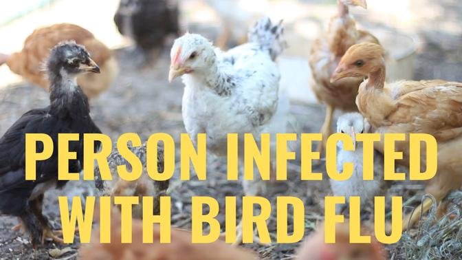 1.6 Million Hens to be Killed After Person Infected With Bird Flu