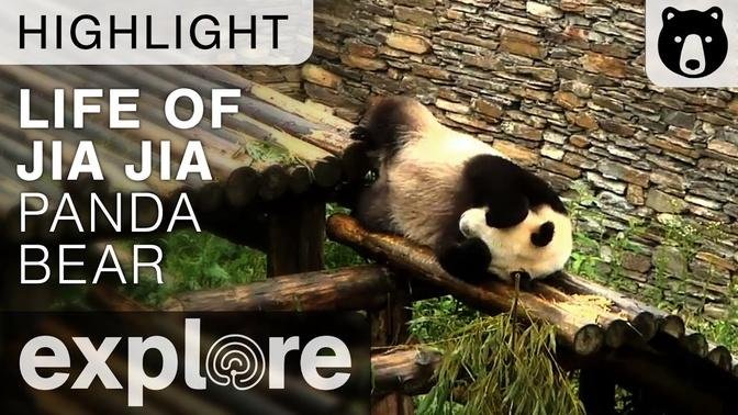 Life of Jia Jia the Panda - Gengda Wolong Center - Live Cam Highlight