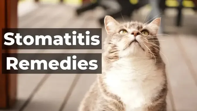 Cat Dental Disease: Feline Stomatitis Remedies