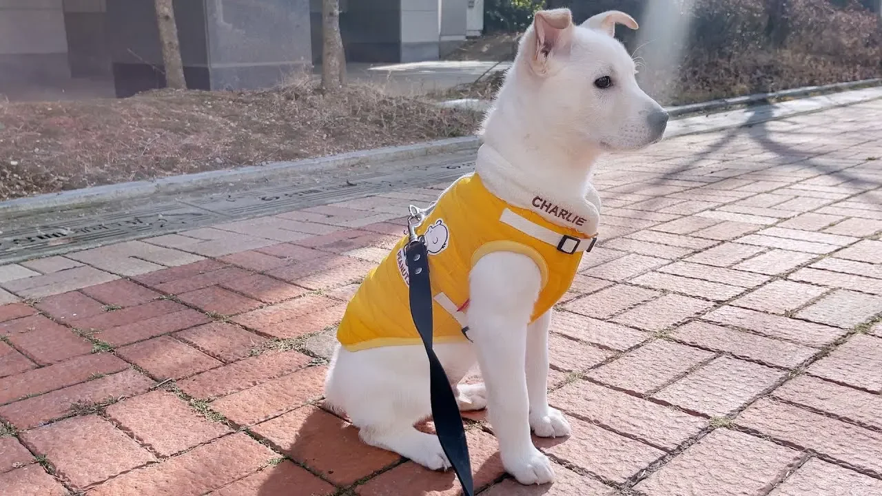 가을이와의 마지막 이야기, 잘 가 가을아
