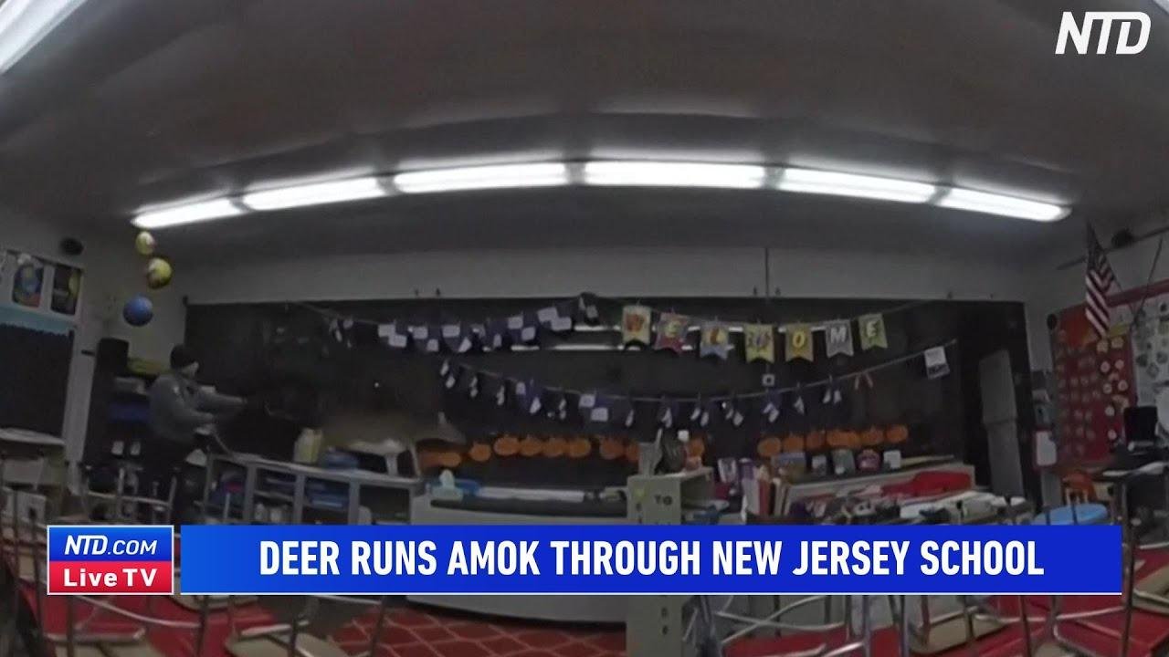 Video: Deer Runs Amok Through NJ School