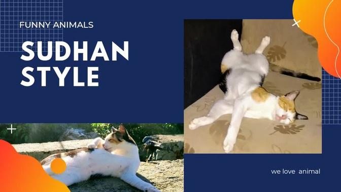 cat sudhan sleep style Funny Animals Life Videos -Funny Animals 2020
