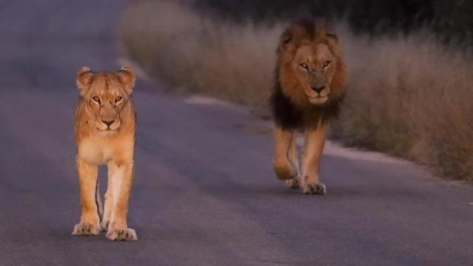 Male Lion Doesn't let Lioness out of his sight - Kruger Park South Africa