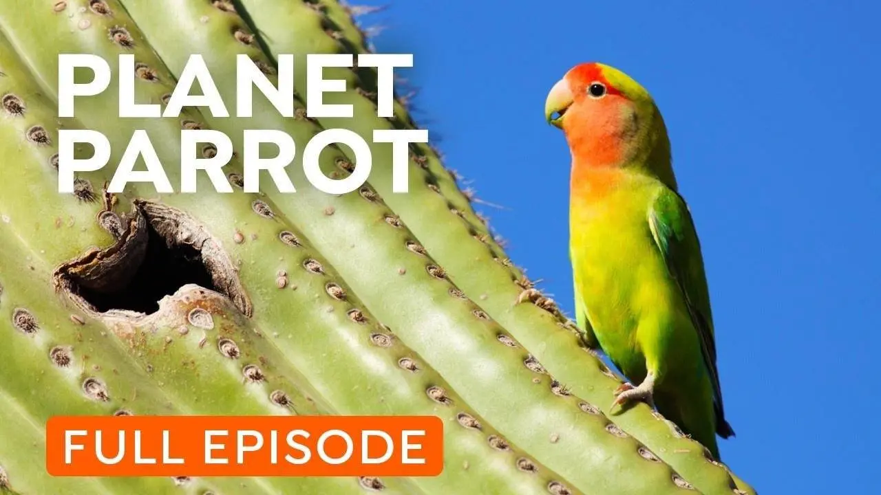 Wild Parrots Taking Over Your City | Full Documentary