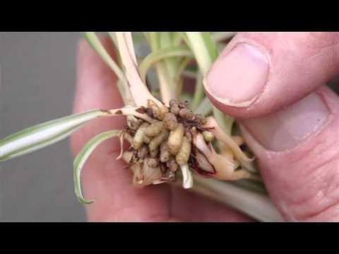Propagating Spider Plants
