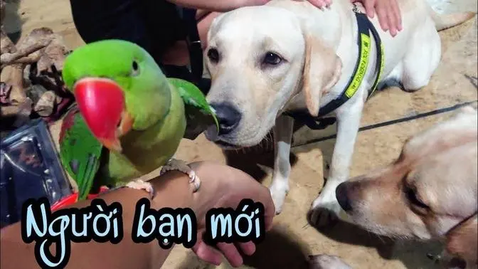 Sáng đầu tiên ở Sài Gòn, đi ăn kungfu mì kéo - Củ Cải Kim Chi gặp những người bạn mới