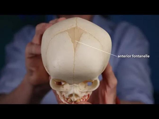 Fontanelle anatomy