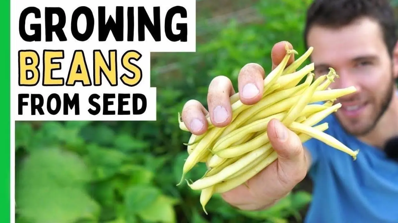 Growing Bush Beans From Seed To Harvest - Geeky Greenhouse