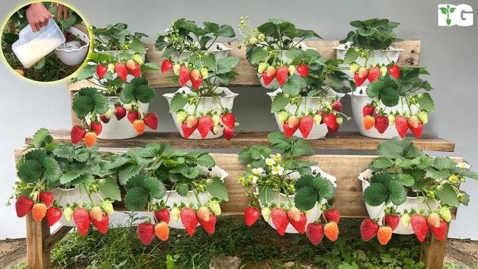 How to Grow Strawberries at Home, Tips for Growing Strawberries for High Yield