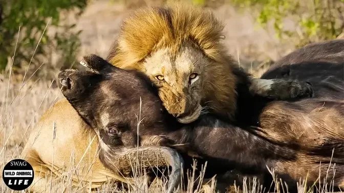 Mother Buffalo Giving Birth To Baby Was Attacked By Lion And What Happened  Next? | Wild Animals